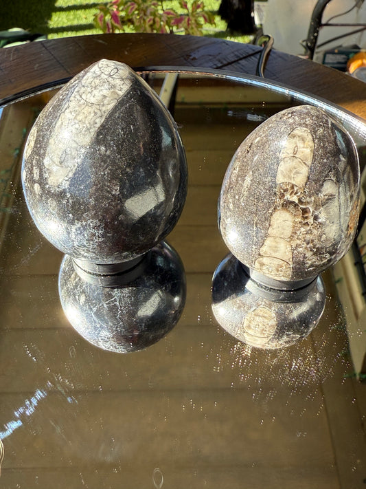 Orthoceras eggs