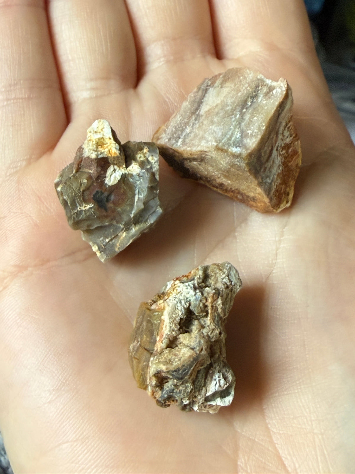 Petrified Wood Bundle