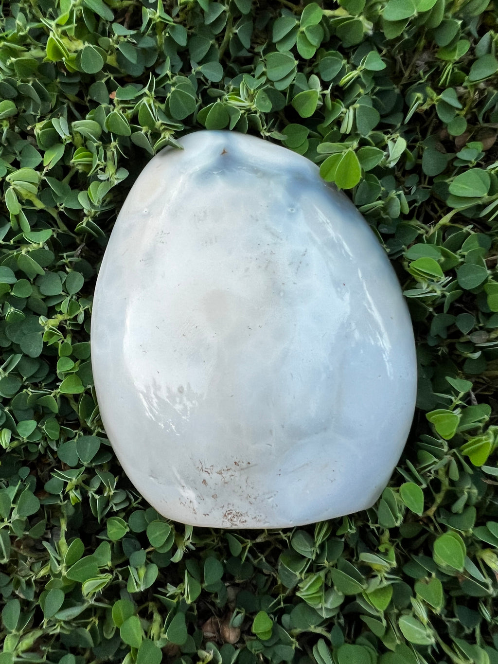 Orca Agate "A"